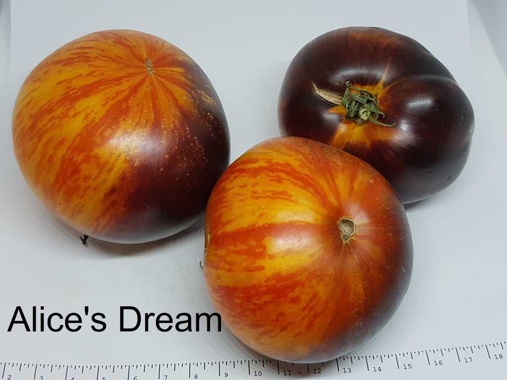 Alice's Dream